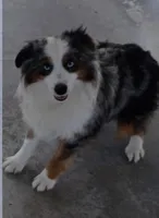 Hollywood, a male Toy Australian Shepherd for sale in Telephone, TX – 2 of 3