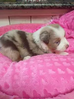 Brittany , a female Toy Australian Shepherd for sale in Telephone, TX – 3 of 3