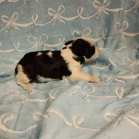 Hugo, a male Miniature Schnauzer for sale in Telephone, TX – Photo 3 of 3