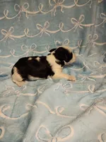 Hugo, a male Miniature Schnauzer for sale in Telephone, TX – Photo 3 of 3