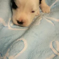 Hugo, a male Miniature Schnauzer for sale in Telephone, TX – Photo 1 of 3