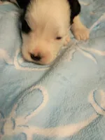 Hugo, a male Miniature Schnauzer for sale in Telephone, TX – Photo 1 of 3