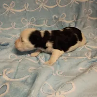 Hugo, a male Miniature Schnauzer for sale in Telephone, TX – Photo 2 of 3