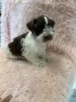 camellia , a female Miniature Schnauzer for sale in Telephone, TX – 2 of 3