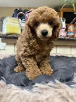 Poppy, a female Poodle - Toy  for sale in Telephone, TX – Photo 1 of 2