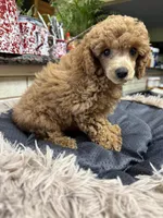 Poppy, a female Poodle - Toy  for sale in Telephone, TX – Photo 2 of 2