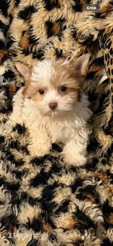 calley – Yorkshire Terrier puppy for sale in Telephone, TX