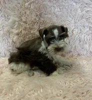Adra, a female Miniature Schnauzer for sale in Telephone, TX – 1 of 4
