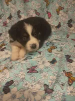 Mike, a male Toy Australian Shepherd for sale in Telephone, TX – Photo 3 of 3