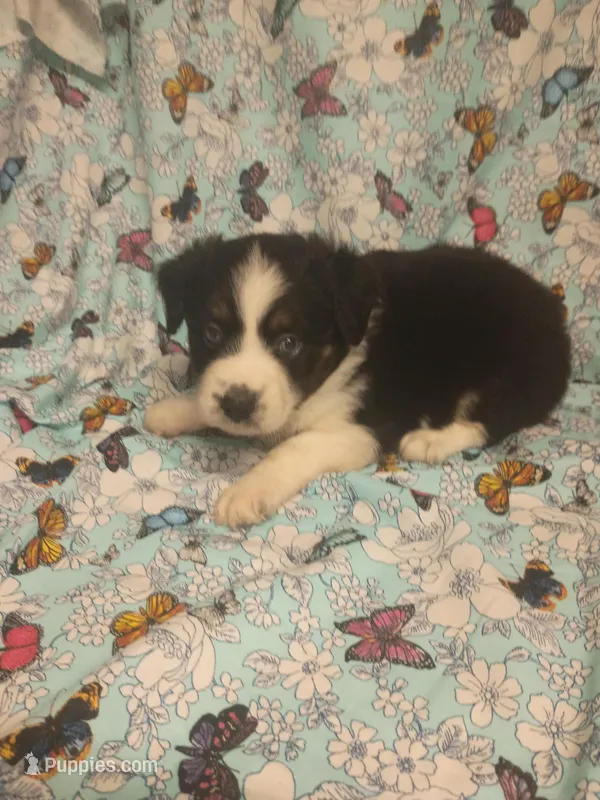 Mike – Toy Australian Shepherd puppy for sale in Telephone, TX