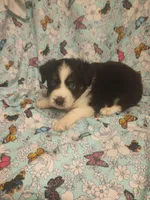 Mike, a male Toy Australian Shepherd for sale in Telephone, TX – Photo 1 of 3
