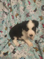 Mike, a male Toy Australian Shepherd for sale in Telephone, TX – Photo 2 of 3