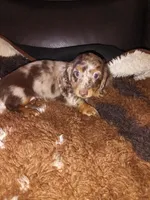 Java, a female Miniature Dachshund for sale in Telephone, TX – 3 of 3