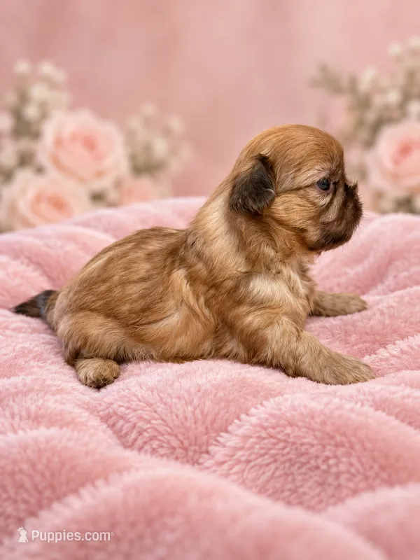 shelby  – Shih Tzu puppy for sale in Telephone, TX