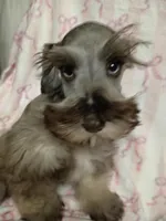 Cassiopeia, a male Miniature Schnauzer for sale in Telephone, TX – Photo 2 of 3