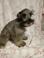 Cassiopeia, a male Miniature Schnauzer for sale in Telephone, TX – Photo 3 of 3