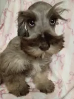 Cassiopeia, a male Miniature Schnauzer for sale in Telephone, TX – Photo 1 of 3