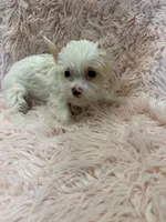 brynlee, a female Yorkshire Terrier for sale in Telephone, TX – 2 of 2