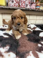kregan, a male Cavapoo for sale in Telephone, TX – 2 of 4