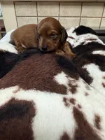 Clyde  AKC, a male Miniature Dachshund for sale in Telephone, TX – 2 of 3