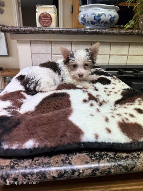Conrad – Yorkshire Terrier puppy for sale in Telephone, TX