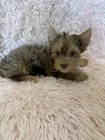 Betty, a female Yorkshire Terrier for sale in Telephone, TX – 1 of 2