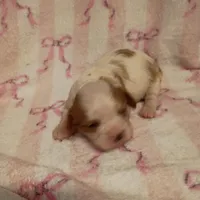 violet, a female Cavalier King Charles Spaniel for sale in Telephone, TX – Photo 3 of 7