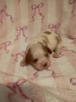 violet, a female Cavalier King Charles Spaniel for sale in Telephone, TX – Photo 3 of 3