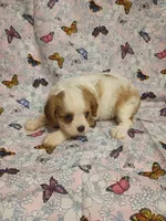 violet, a female Cavalier King Charles Spaniel for sale in Telephone, TX – Photo 7 of 7