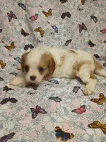 violet, a female Cavalier King Charles Spaniel for sale in Telephone, TX – Photo 6 of 7