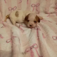 violet, a female Cavalier King Charles Spaniel for sale in Telephone, TX – Photo 1 of 7