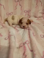 violet, a female Cavalier King Charles Spaniel for sale in Telephone, TX – Photo 1 of 3