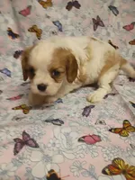 violet, a female Cavalier King Charles Spaniel for sale in Telephone, TX – Photo 4 of 7