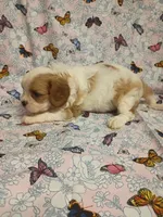 violet, a female Cavalier King Charles Spaniel for sale in Telephone, TX – Photo 5 of 7