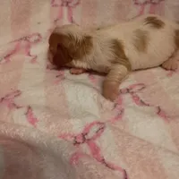 violet, a female Cavalier King Charles Spaniel for sale in Telephone, TX – Photo 2 of 7