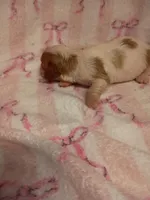 violet, a female Cavalier King Charles Spaniel for sale in Telephone, TX – Photo 2 of 3