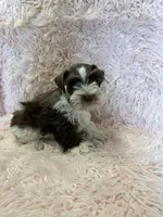 Adra, a female Miniature Schnauzer for sale in Telephone, TX – 4 of 4