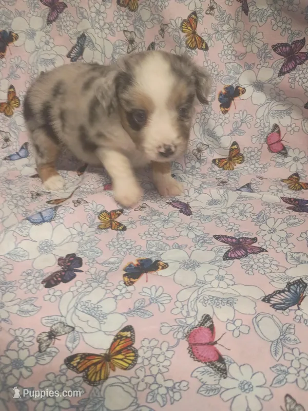 Celia – Toy Australian Shepherd puppy for sale in Telephone, TX