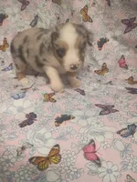 Celia, a female Toy Australian Shepherd for sale in Telephone, TX – Photo 1 of 2