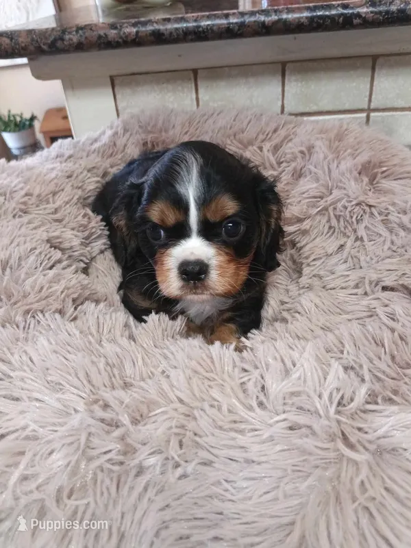 Travis – Cavalier King Charles Spaniel puppy for sale in Telephone, TX