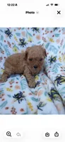 Kassie, a female Cavapoo for sale in Telephone, TX – 3 of 3