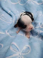 Dennis The Menace , a male Cavalier King Charles Spaniel for sale in Telephone, TX – Photo 2 of 3