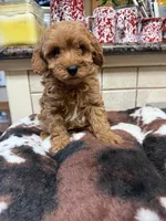 Kreed, a male Cavapoo for sale in Telephone, TX – 2 of 3