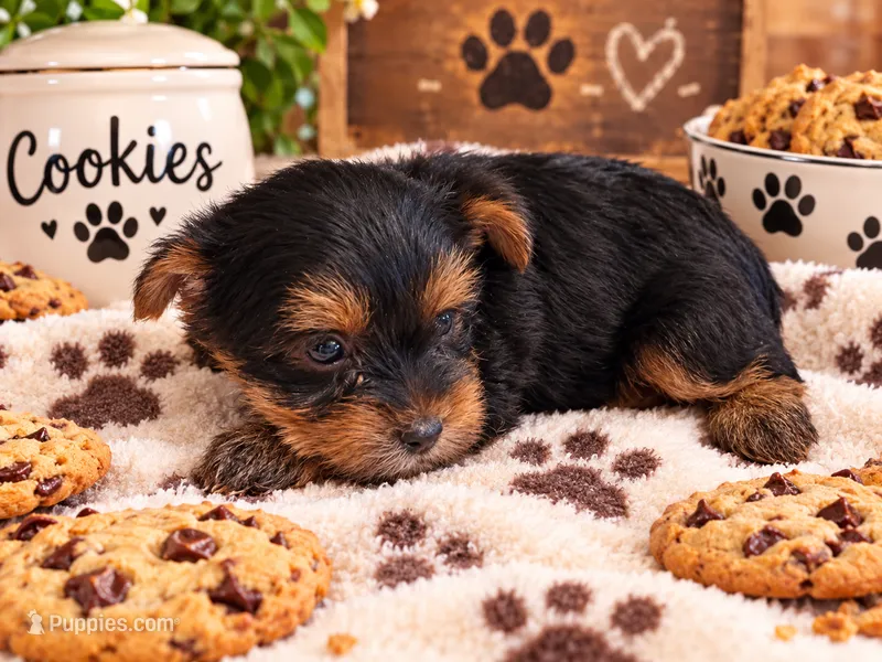 Gemma – Yorkshire Terrier puppy for sale in Telephone, TX