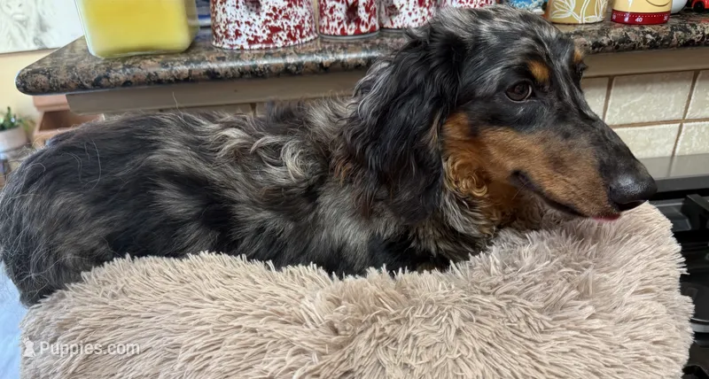 Lincoln – Miniature Dachshund puppy for sale in Telephone, TX