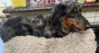 Lincoln, a male Miniature Dachshund for sale in Telephone, TX – 1 of 3