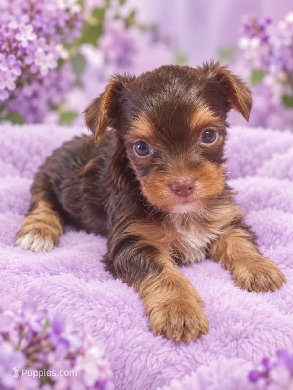 kimberly – Yorkshire Terrier puppy for sale in Telephone, TX