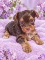 kimberly, a female Yorkshire Terrier for sale in Telephone, TX – 1 of 1