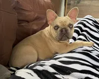Kansas, a female French Bulldog for sale in Jacksboro, TX – 8 of 9