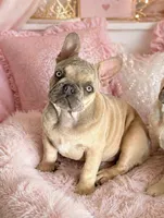Kansas, a female French Bulldog for sale in Jacksboro, TX – 2 of 5